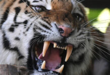 Активность диких животных в Приморье: важность бдительности и мер безопасности e2619a75-e60f-4430-9647-4df9aa377f3c-674b98ff