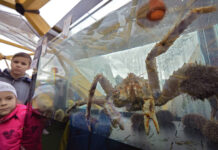 Инвестиционные квоты на добычу краба требуют пересмотра b573f753-0859-486a-9df0-fc2dcce4ec33-67886900