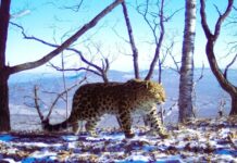 Искра зажглась: МЧС Приморья стало опекуном дальневосточного леопарда 216557c7-a1f2-491b-95f9-7069e1bc8c15-67c08e3c