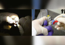 Революционный прорыв в изучении зубов морских обитателей 85e2e214-c15b-4b49-a1dd-428271056ddb-67c08fa3