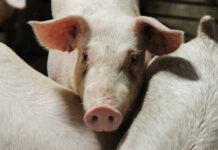 Революционный прорыв: возвращение зрения с помощью стволовых клеток 93b64f04-c5f2-47bd-a5bb-8eab6a7204bb-67a9977f