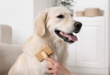 Кинолог назвал три лучшие породы собак a9a81530-0315-43dd-98b3-b6b7a20d0b8c-67b7047d