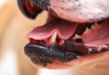 В Санкт-Петербурге владелец питбуля ответит перед законом за нападение собаки на горожан e94be555-8d77-4c0a-9165-41cf82a13afb-67a3688f