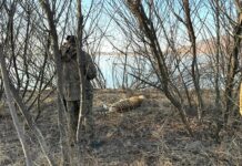 Новый случай браконьерства в Приморье: погиб амурский тигр 00a56cdd-a17a-4ddd-b5f4-cd91577d6f63-67cef6d9