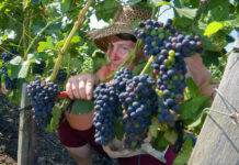 Победа Новокубанского завода в споре за бренд Кубань 01a3c32d-f21f-4451-aca3-a5e8724449d6-67db2793