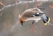 Экологи объяснили необычное поведение свиристелей в зимней Москве BohemianWaxwingbombycillaGarrulusOnABranch
