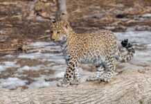 Удивительная встреча с молодым дальневосточным леопардом в Славянке 1942f0c7-cf05-4e12-ab83-91ba82b37a20-67e14251