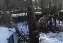 В Приморье спасут собаку из незаконной ловушки для тигра 3add13b4-ace4-4797-a00d-79dc1318387d-67ec3c86