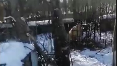 Собаку заперли в клетке как приманку на тигра в Приморье