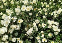 Симеонов день празднуем с радостью и верой 6 июня 3c831efe-8a50-48d0-871a-4a17e2e5b962-67dab94b