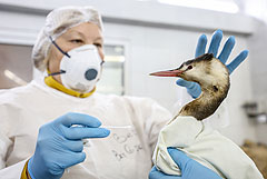 Спасенных от мазута на пляжах Кубани птиц начали выпускать в природу