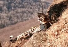 В Приморье многодетная леопардесса Герда впервые замечена без выводка 4887835a-2f08-40ef-8084-52cb065ee032-67d0a414