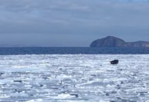 Удивительные наблюдения за нерпами отшельниками у берегов архипелага Римского-Корсакова 7be608d7-ebaa-43c7-92ab-323b16b991cb-67ea61c0