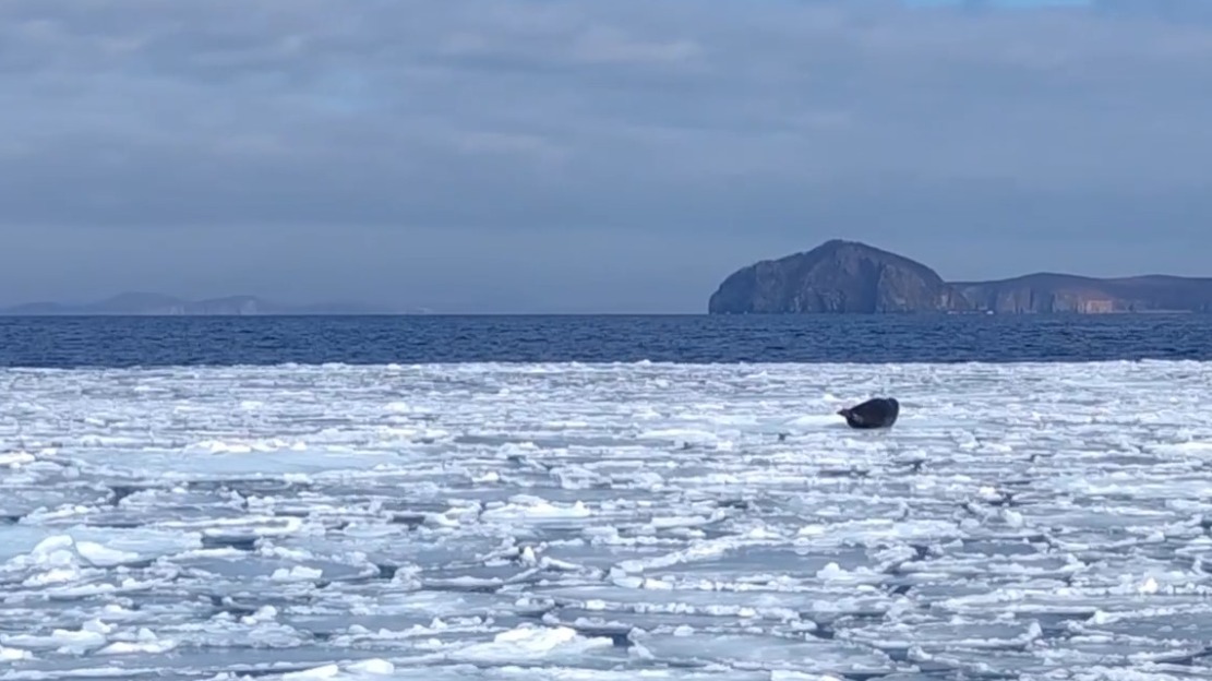 Нерп-интровертов заметили на льдинах архипелага Римского-Корсакова