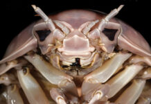 Удивительное открытие морских гигантов у берегов Вьетнама 84a3aace-e299-4c7f-8dfb-2be27ecdbe06-67da397e