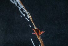 Зимнее пробуждение клещей в Москве не представляет опасности 9d263502-f023-4907-a249-8949538d7812-67e435f6