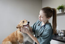 Важные сигналы здоровья собаки от ведущего кинолога России a628b215-dc1a-4be8-b6c3-abb8368f4892-67ec184c