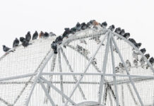 Новогодняя погода в Москве: снежное настроение и мягкие температуры Городские жанры и виды Москвы