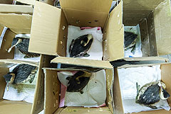 Более 5,6 тыс. птиц спасены на Кубани от загрязнения мазутом