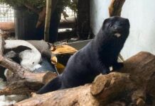 Московский зоопарк встречает редкого пушистого гостя b7465851-aa05-420c-ae34-ad6b8a483793-67daaa2d