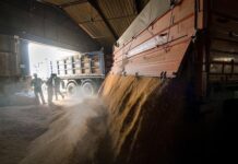 Российский экспорт пшеницы ждет естественная коррекция bf013b87-0670-4980-9173-1545a7a49de0-67d9b5ce