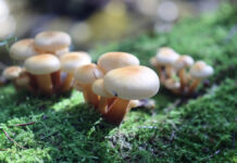 Ученые нашли светящиеся грибы в одном из лесов Швейцарии Москва ТиНАО Департамент природопользования Установка фотоловушек в лесах ТиНАО