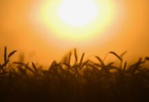 Теплая зима открывает новые возможности для садоводов 251c58b2-7262-4b3a-874c-b80a5dff1947-67fd5661