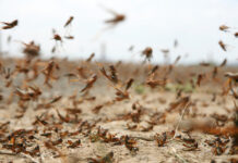 Эксперт рассказал об эффективных мерах защиты от саранчи в России 257018ed-bb76-4316-847e-47c4a82d4319-67f3ce4e