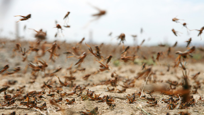 Агроном Воробьёв рассказал о последствиях возможного нашествия саранчи
