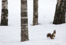 Эксперт: Инвентаризация экосистем усилит охрану природы в Москве Активный зимний отдых в Усадьбе Воронцово