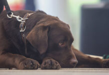 Четвероногий боец стал надежным другом российских военных Показательное выступление школы подготовки собак-проводников в Московском метрополитене