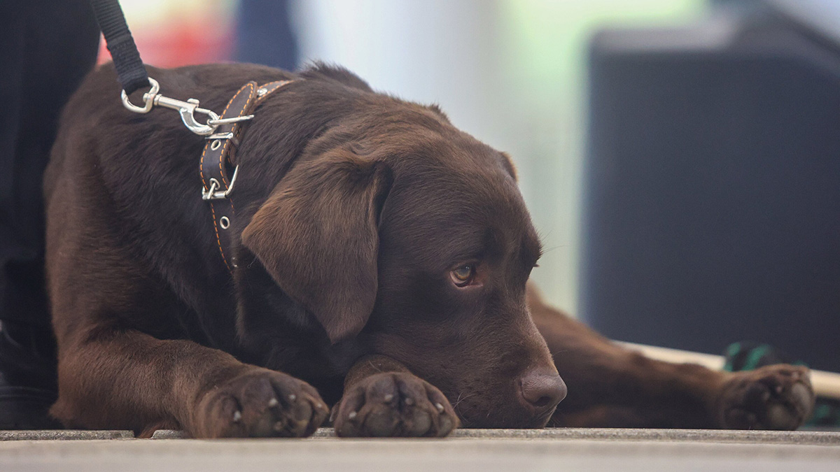 Российские военные спасли собаку в зоне СВО