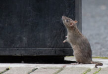 Глобальные изменения климата влияют на увеличение популяции городских грызунов ACuteRatStandsOnItsHindLegsLookingUp