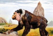 Реликтовые гигантопитеки из позднего плейстоцена Вьетнама 482b1d0d-7d69-4695-a8d6-6ec1cdb90ccd-680badfc