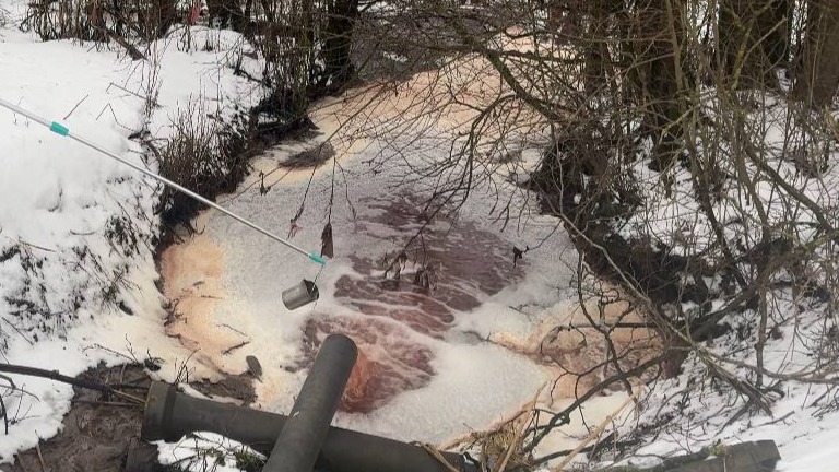 В реке Ленинградской области зафиксировали превышение токсинов в тысячу раз