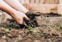 Экологическая гармония столицы управление инвазивными растениями 4c812ea7-833e-401d-9b70-65e8522ea63c-68038327