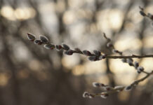 Метеорологическая весна порадует москвичей в начале марта Территория возле Нижнего Царицынс