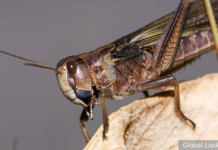 Исторические нашествия саранчи на московские земли и современные методы защиты 679b9935-13ab-47d3-8a56-2a9822a2dc1a-67f97fa9