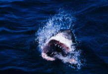 Трагедия на побережье Брисбена призывает усилить меры безопасности для серферов 755b1f60-4e08-4114-81d9-9082232feac1-67f52948