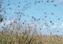 Священник объяснил духовное значение нашествия саранчи 95db0e28-cd0e-447c-9d85-444de4cd3b59-67f56d67