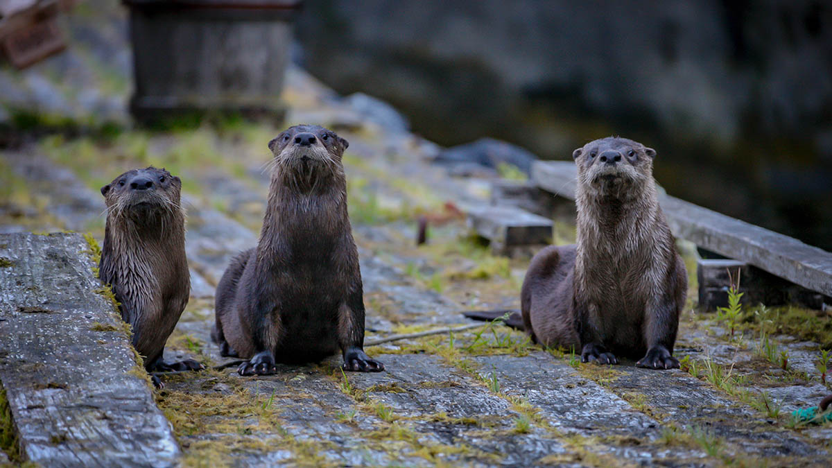 Массовую гибель бобров зафиксировали около столичной ГЭС
