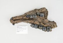 Дайверы обнаружили уникальные окаменелости древних животных в подводной воронке dajvery obnaruzhili unikalnye okamenelosti drevnih zhivotnyh v podvodnoj voronke-ekbonline-ru-174044038500-0