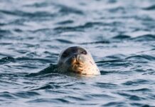 Удивительный мир животных у Токаревского маяка ffd84331-e1b3-4550-9937-c39eac642fec-67f832f0