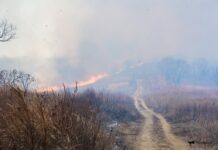 geroicheskie usiliya spasatelej ostanovili rasprostranenie ognya v primore-ekbonline-ru-174067111300-0