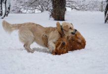 Повышение ответственности владельцев домашних животных Снегопад 31 декабря в центре Москвы