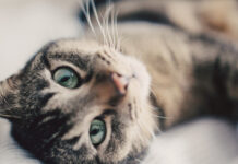 Ветеринар Ушакова поделилась секретами успешного перехода кошки на новый корм veterinar ushakova podelilas sekretami uspeshnogo perehoda koshki na novyj korm-ekbonline-ru-174024330600-0