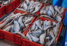 Житель Сахалина предстанет перед судом за незаконный вывоз рыбной продукции zhitel sahalina predstanet pered sudom za nezakonnyj vyvoz rybnoj produkczii-ekbonline-ru-174060728000-0