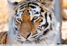 Амурский тигр обнаружен в Приморье правоохранители начали расследование amurskij tigr obnaruzhen v primore pravoohraniteli nachali rassledovanie-ekbonline-ru-174302198500-0