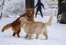 Андрей Клишас и Совет Федерации за уголовную ответственность за самовыгул собак Снегопад 31 декабря в центре Москвы