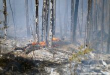 Борьба с природными пожарами в Приморье: оперативные действия и успехи borba s prirodnymi pozharami v primore operativnye dejstviya i uspehi-ekbonline-ru-174180856100-0